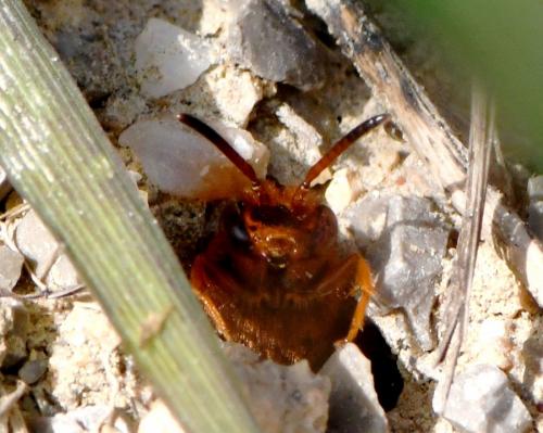 Réf. 247 508 : Nomada agrestis